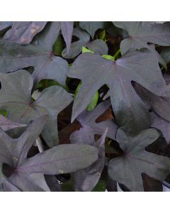 Ipomoea, Sweet Potato Vine 'Blackie'