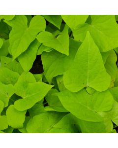 Vine, Sweet Potato 'Chartreuse'