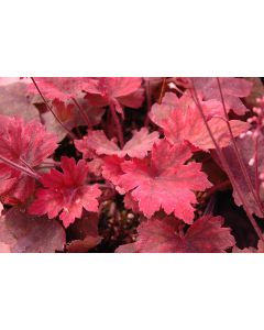 Heucherella, Foamy Bells 'Sweet Tea'