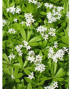 Galium, Sweet Woodruff