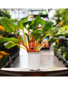 4.75"" Pot