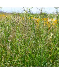 Panicum, Switchgrass 'Minnesota Native'