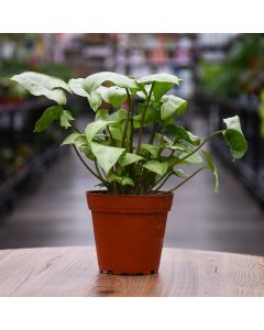Syngonium, Moonshine