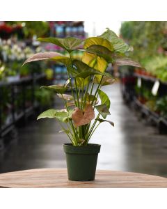 Syngonium Podophyllum, Arrowhead 'Regina Red'