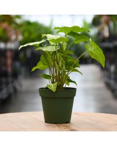 4"" Pot