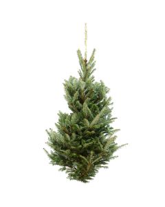 Table Top Tree 'Fraser Fir'