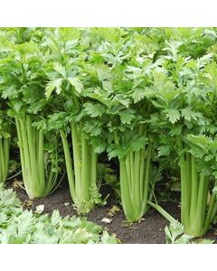 Apium, Celery 'Tango'