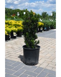 Taxus, Foundation Yew 'Citation Columnar'