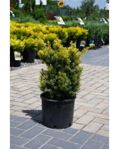 Taxus, Japanese Yew 'Dwarf Bright Gold'
