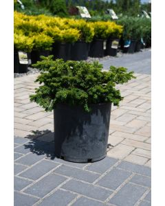 Taxus, Japanese Yew 'Emerald Spreader®'