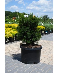 Taxus, Japanese Yew 'Nova'