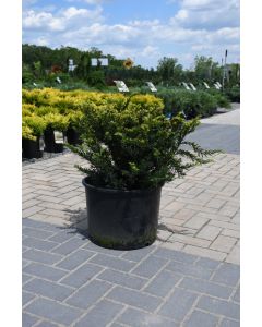 Taxus, Foundation Yew 'Taunton Spreading'