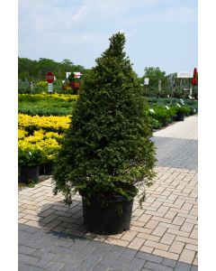 Taxus, Japanese Yew 'Upright' (Large Sizes)