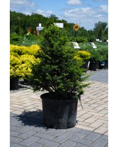 Taxus, Japanese Yew 'Upright'