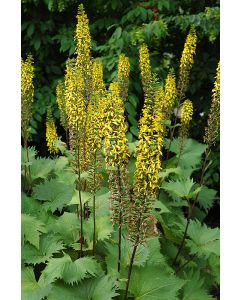 Ligularia, Rocket 'The Rocket'