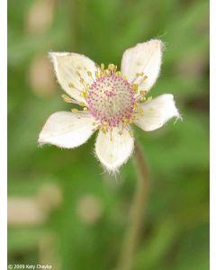 Anemone, Thimbleweed 'Minnesota Native'