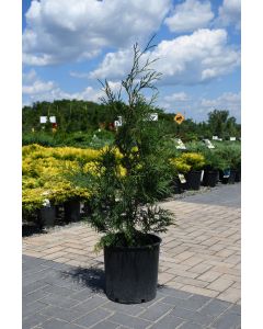 Thuja, Arborvitae 'American Pillar'