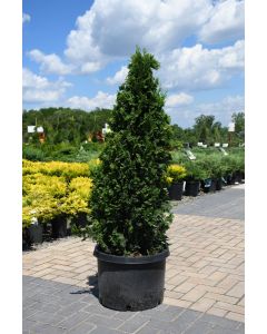 Thuja, Arborvitae 'DeGroot's Spire'