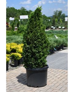 Thuja, Arborvitae 'DeGroot's Spire' (Large Sizes)