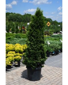 Thuja, Arborvitae 'Emerald Green'