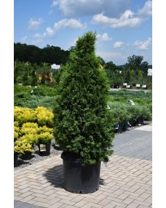Thuja, Arborvitae 'Emerald Green' (Large Sizes)