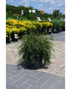Thuja, Arborvitae 'Weeping Threadleaf'