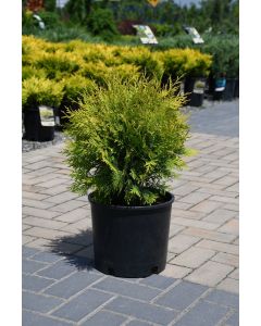 Thuja, Arborvitae 'Golden Globe'