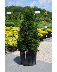 Thuja, Arborvitae 'Holmstrup' (Large Sizes)