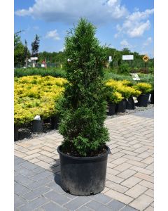 Thuja, Arborvitae 'Holmstrup'