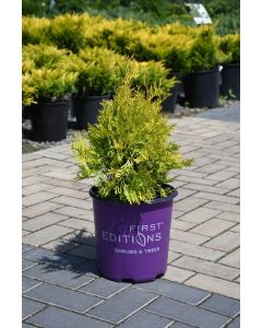 Thuja, Arborvitae 'First Editions® Lemon Burst™'