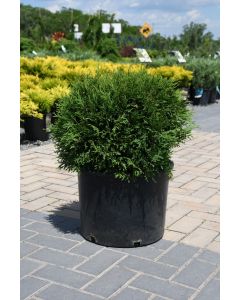 Thuja, Arborvitae 'Little Giant'
