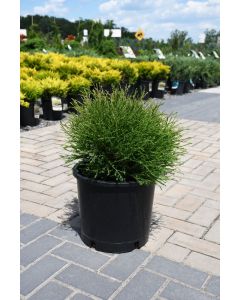 Thuja, Arborvitae 'Mr. Bowling Ball®'