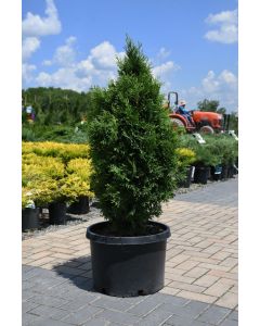 Thuja, Arborvitae 'North Pole®'