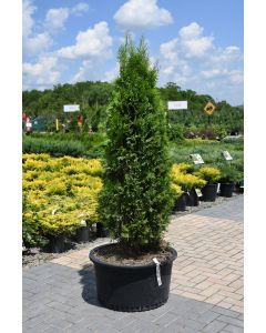 Thuja, Arborvitae 'North Pole®' (Large Sizes)