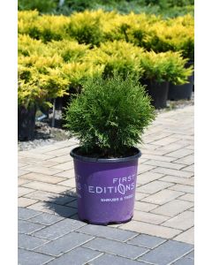 Thuja, Arborvitae 'First Editions® Planet Earth™'