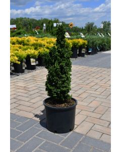 Thuja, Arborvitae 'Primo®'