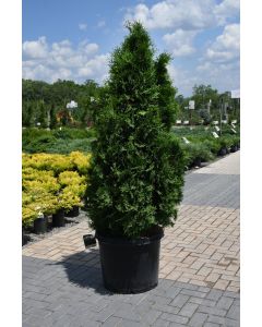 Thuja, Arborvitae 'Pyramidal' (Large Sizes)
