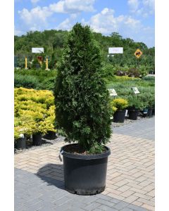 Thuja, Arborvitae 'Rushmore' (Large Sizes)