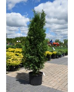 Thuja, Arborvitae 'Rushmore'