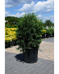 Thuja, Arborvitae 'First Editions® Technito®'