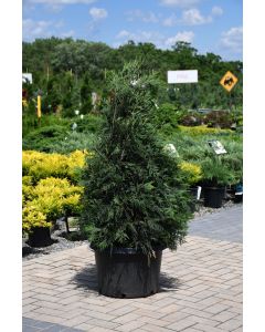 Thuja, Arborvitae 'Techny'