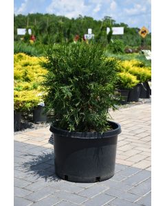 Thuja, Arborvitae 'Techny Globe'