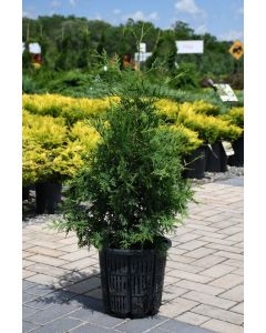 Thuja, Arborvitae 'White Cedar'