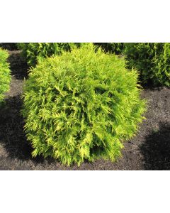 Thuja, Arborvitae 'Golden Globe'