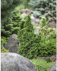 Thuja, Arborvitae 'Primo®'