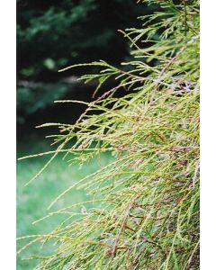 Thuja, Arborvitae 'Weeping Threadleaf'