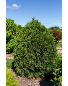 Thuja, Arborvitae 'Technito®' (Large Sizes)