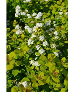 Spiraea, Birchleaf Spirea 'Tor Gold'