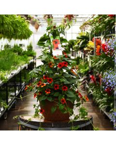 Thunbergia, Clock Vine 'Brownie' Hanging Basket