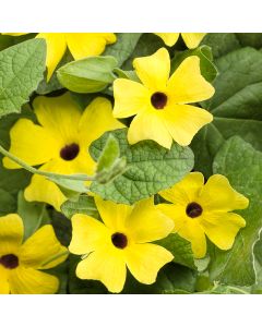 Thunbergia, Clock Vine 'Black-Eyed Susan'
